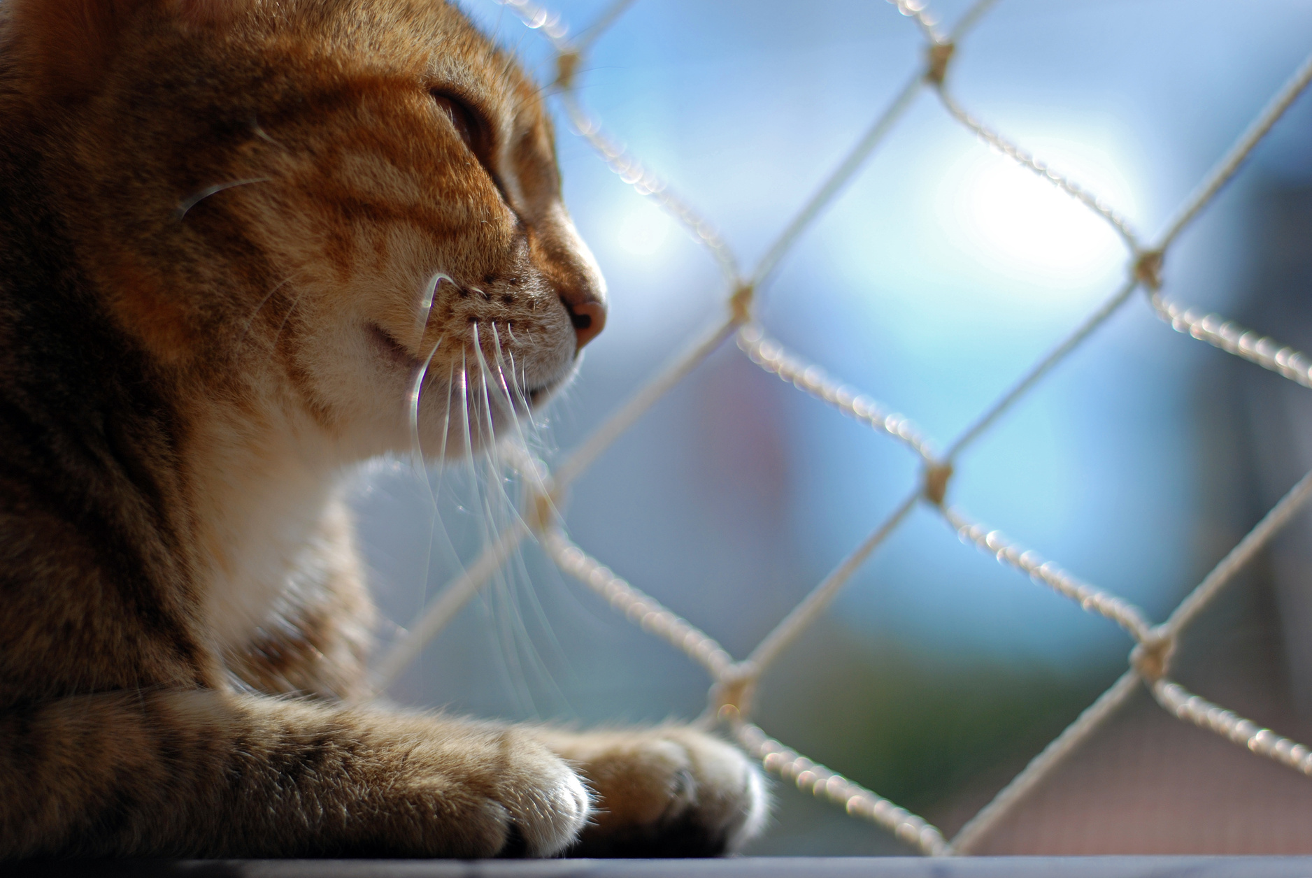 Cat safety net window